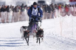 Lenk 2013